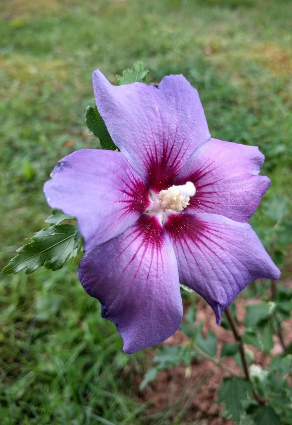 Photo of Rose of Sharon (Hibiscus syriacus Blue Satin®) uploaded by JLWilliams