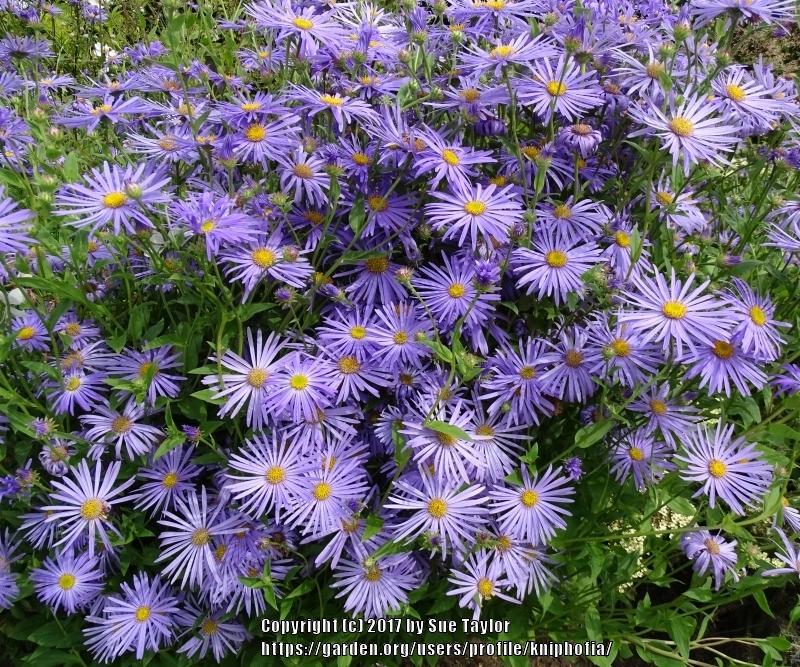 Photo of Aster (Aster x frikartii 'Monch') uploaded by kniphofia