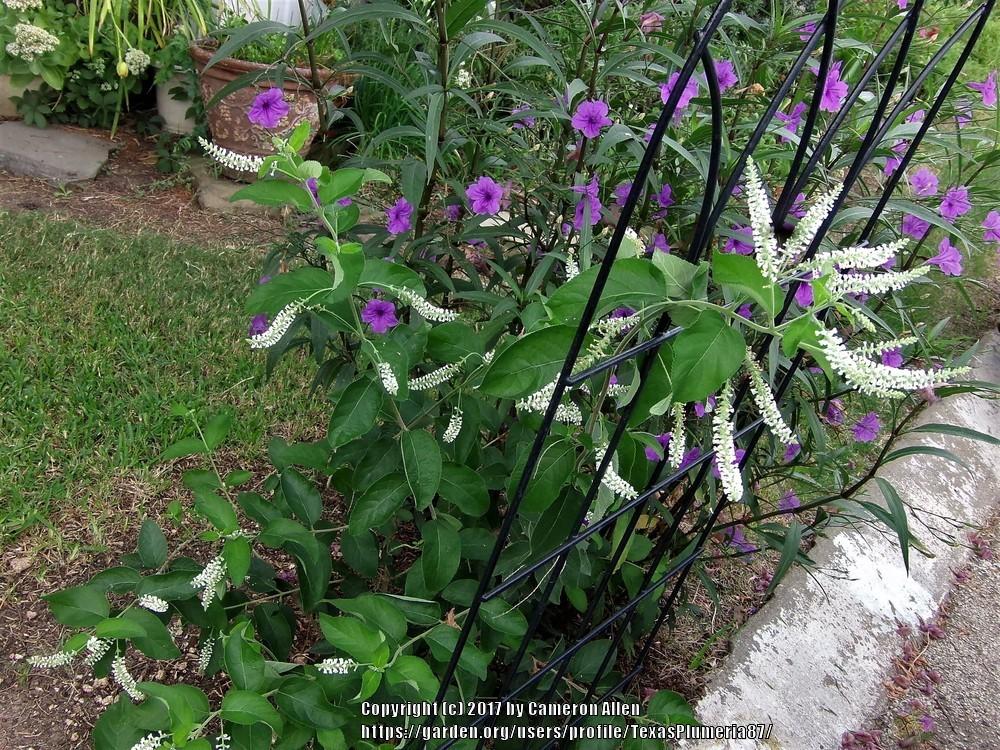 Photo of Sweet Almond Bush (Aloysia virgata) uploaded by TexasPlumeria87