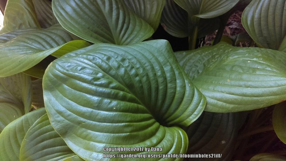 Photo of Hosta 'Sum and Substance' uploaded by bloominholes2fill