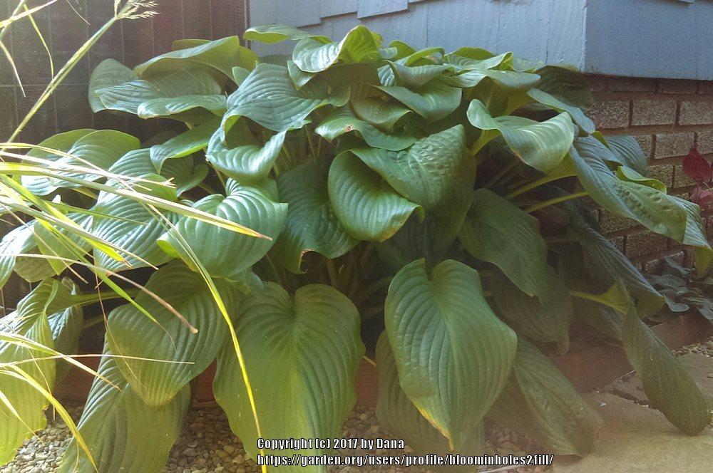 Photo of Hosta 'Sum and Substance' uploaded by bloominholes2fill
