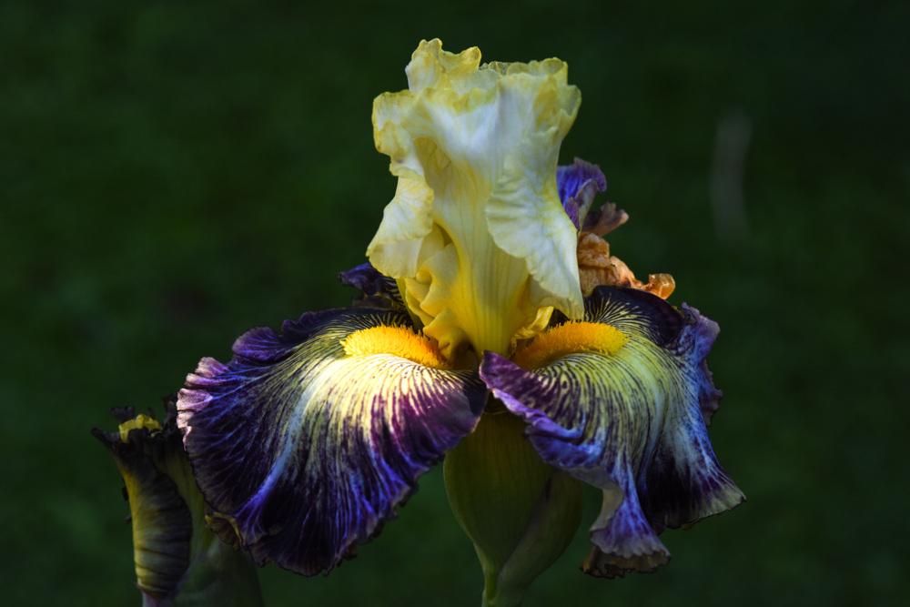 Photo of Tall Bearded Iris (Iris 'Cosmic Melody') uploaded by cliftoncat