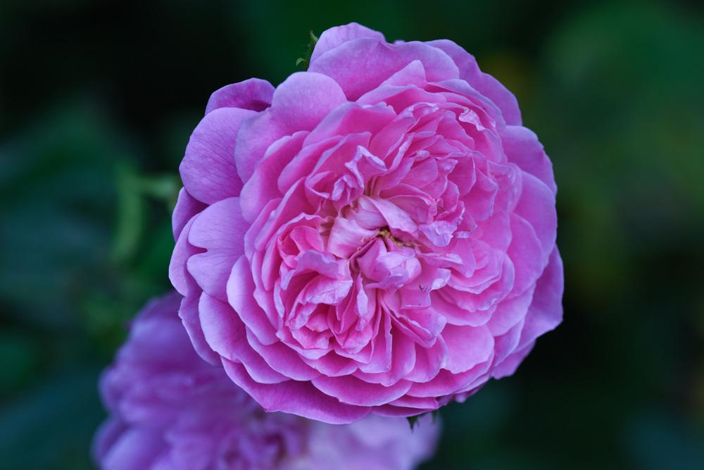 Photo of Rose (Rosa 'Harlow Carr') uploaded by cliftoncat