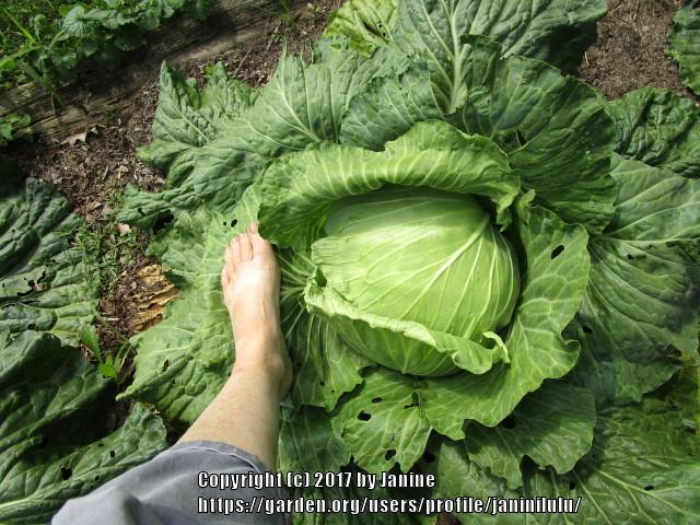 Photo of Cabbage (Brassica oleracea var. capitata 'Late Flat Dutch') uploaded by janinilulu
