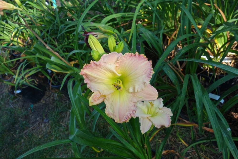 Photo of Daylily (Hemerocallis 'How Lovely You Are') uploaded by mantisOH