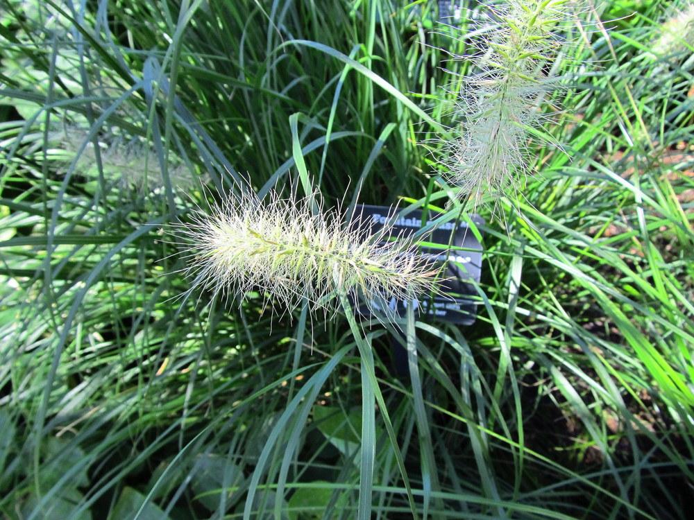 Photo of Fountain Grass (Cenchrus alopecuroides 'Hameln') uploaded by jmorth