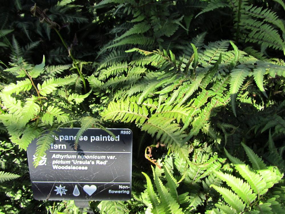 Photo of Japanese Painted Fern (Anisocampium niponicum 'Ursula's Red') uploaded by jmorth