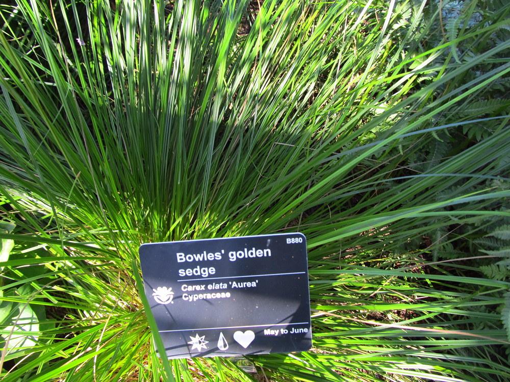 Photo of Bowles' Golden Sedge (Carex elata 'Aurea') uploaded by jmorth