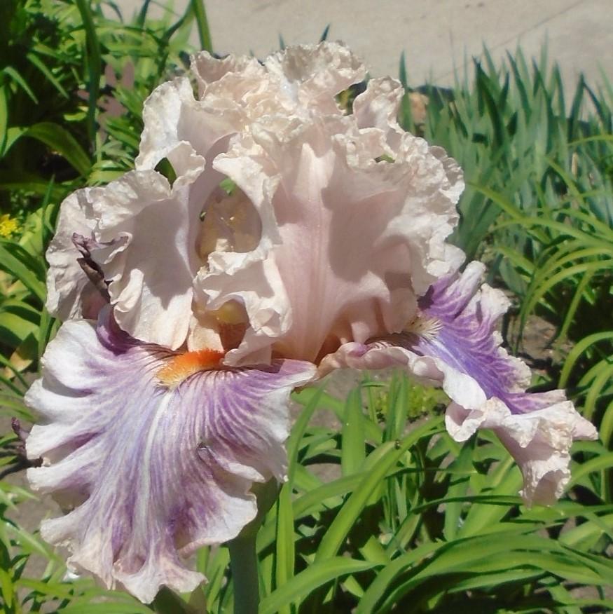 Photo of Tall Bearded Iris (Iris 'Oxford Countess') uploaded by stilldew