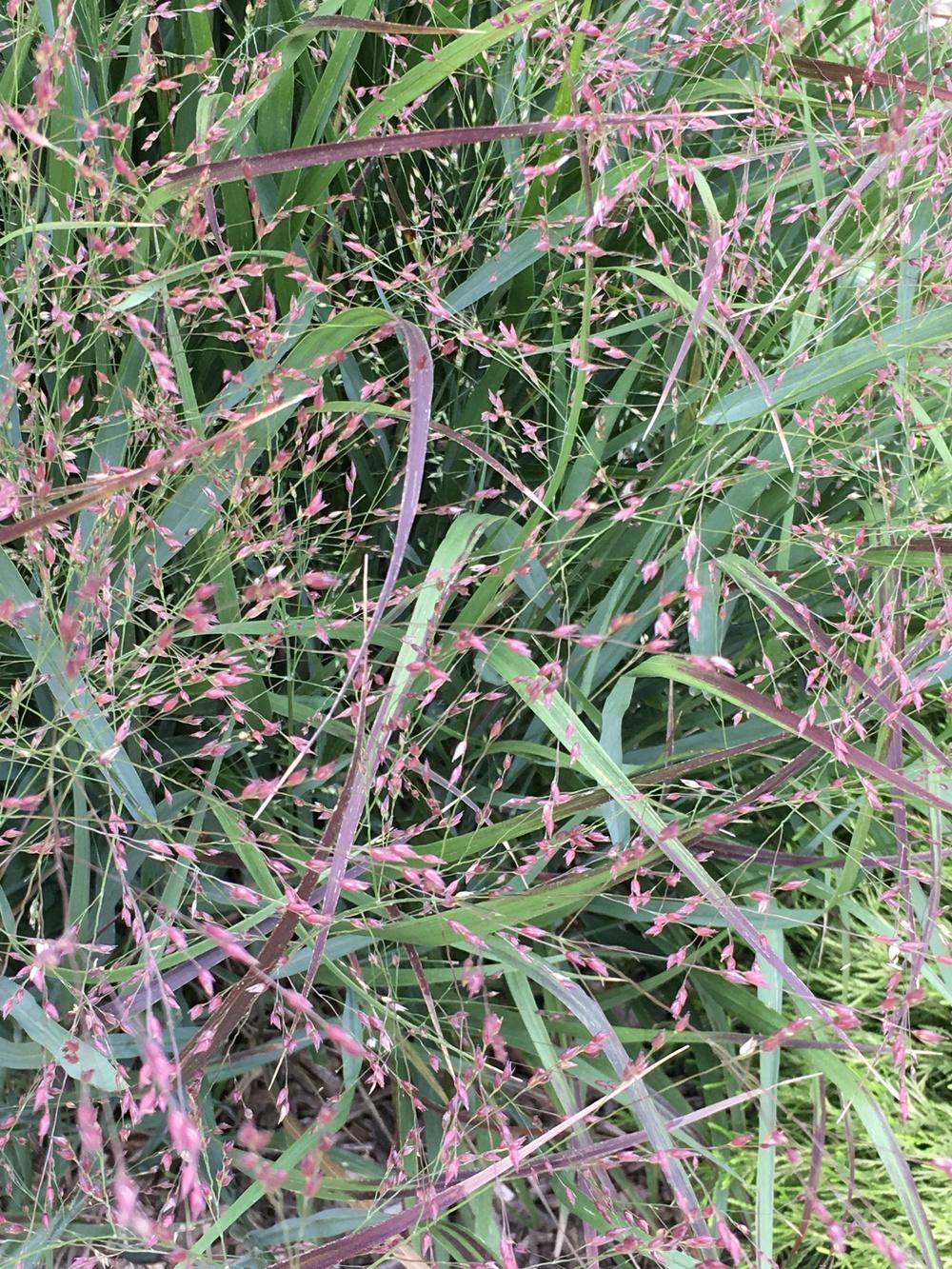 Photo of Switch Grass (Panicum virgatum 'Shenandoah') uploaded by Legalily