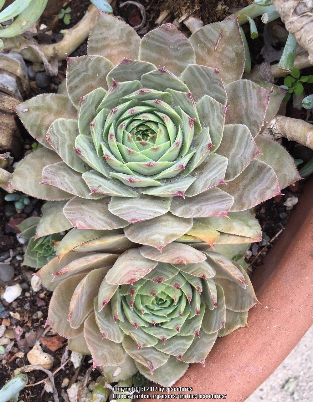 Photo of Hen and Chicks (Sempervivum 'Rita Jane') uploaded by Loscolores
