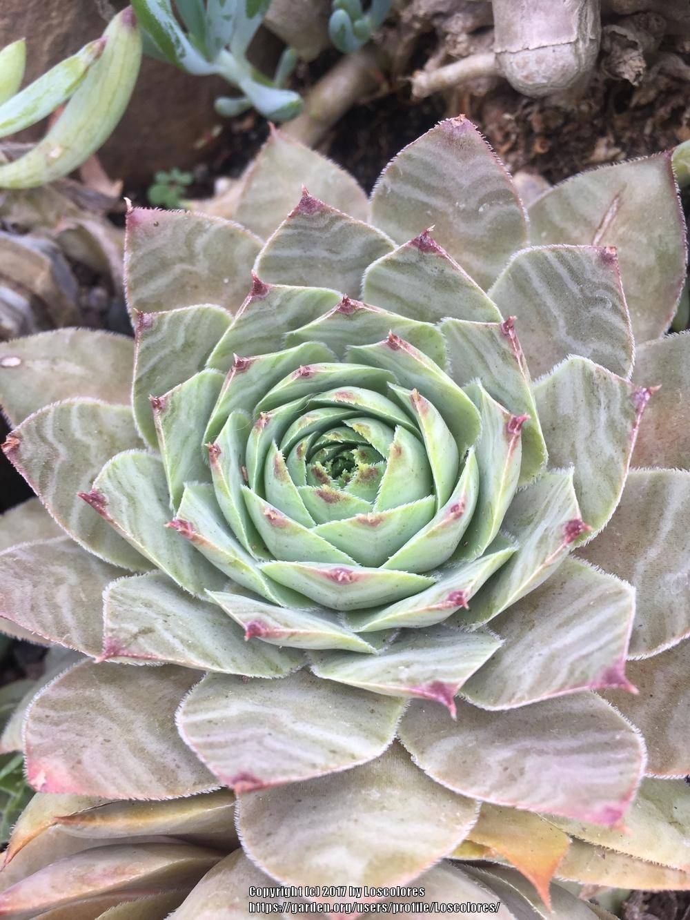 Photo of Hen and Chicks (Sempervivum 'Rita Jane') uploaded by Loscolores
