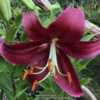 Beautiful dark red on a short Oriental Lily
