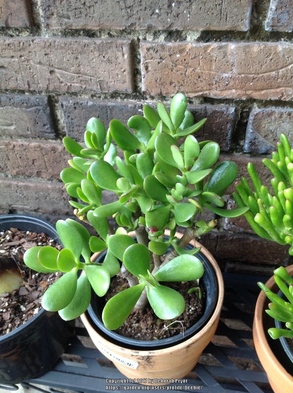 Photo of Jade Plant (Crassula ovata) uploaded by Deebie