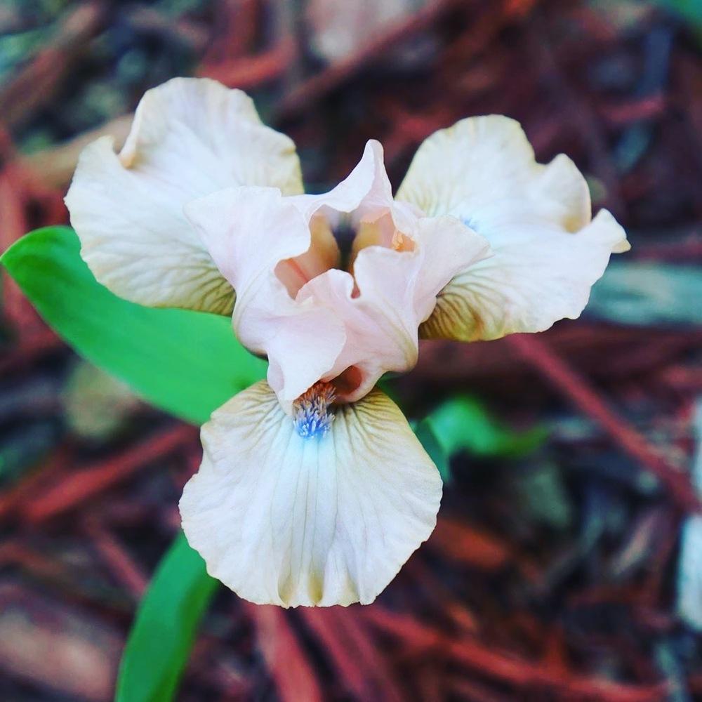 Photo of Standard Dwarf Bearded Iris (Iris 'Pinkster') uploaded by MNMel