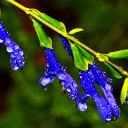 Location: Botanical Gardens of the State of Georgia...Athens, Ga
Date: 2017-08-28
Blue Salvia With Dewdrops 005