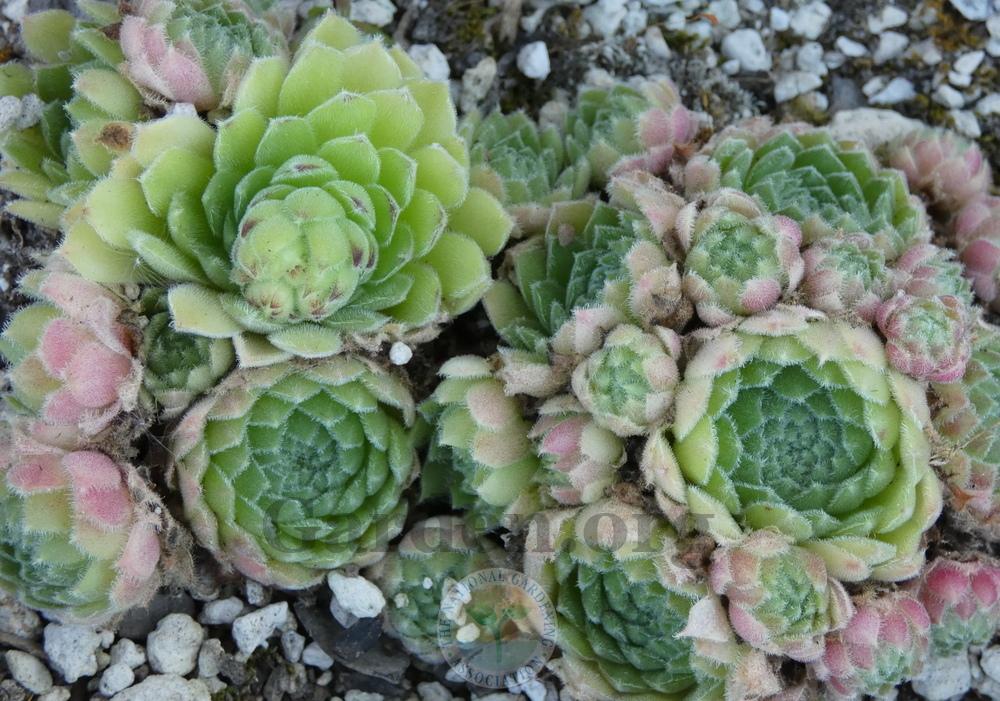 Photo of Hen and Chicks (Sempervivum 'Green Gables') uploaded by springcolor