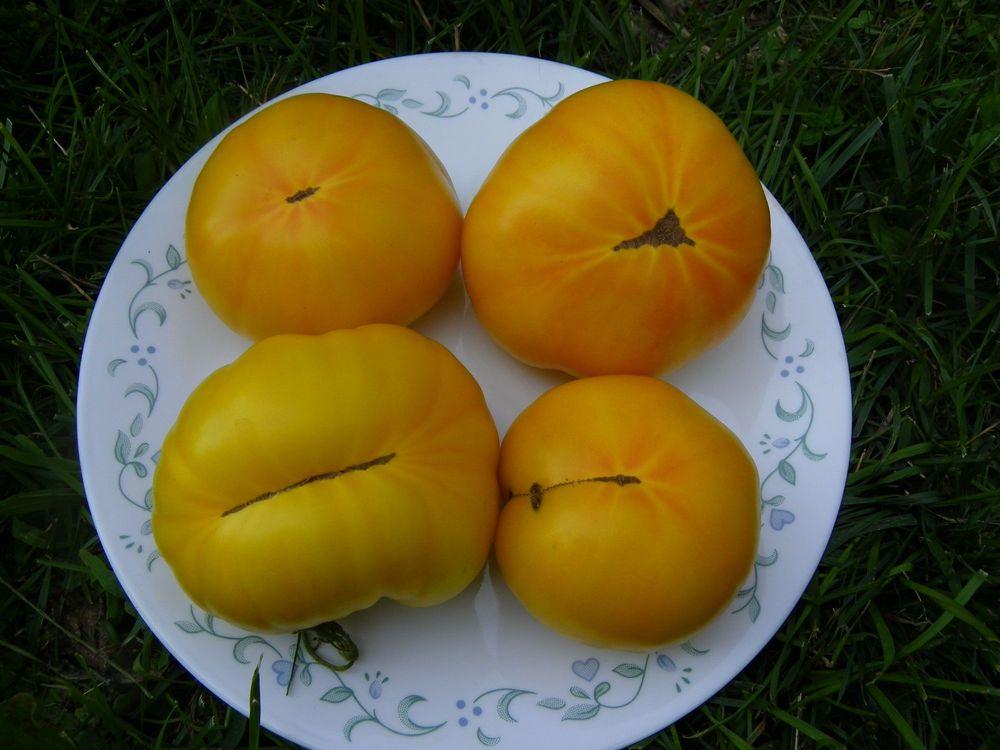 Photo of Tomato (Solanum lycopersicum 'Azoychka') uploaded by Newyorkrita