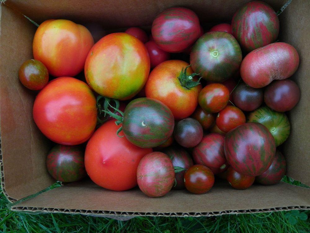 Photo of Tomatoes (Solanum lycopersicum) uploaded by Newyorkrita