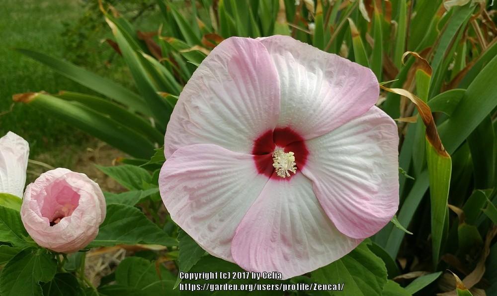 Photo of Hybrid Hardy Hibiscus (Hibiscus Luna™ Pink Swirl) uploaded by Zencat