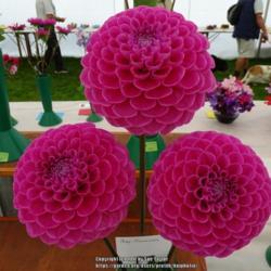 Location: Glendale Agricultural Show, Northumberland, UK
Date: 2017-08-28