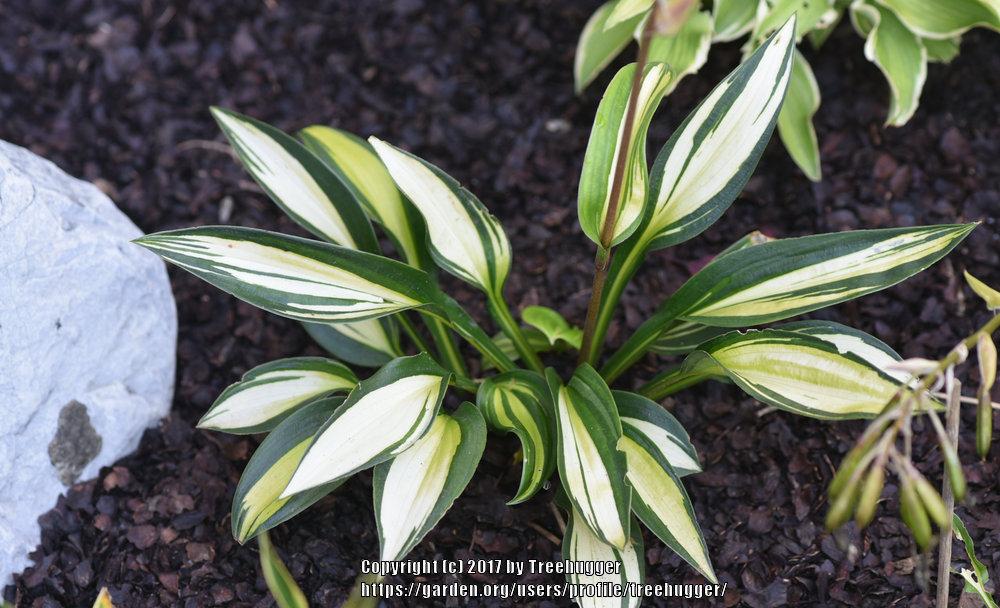 Photo of Hosta 'Rainbow's End' uploaded by treehugger