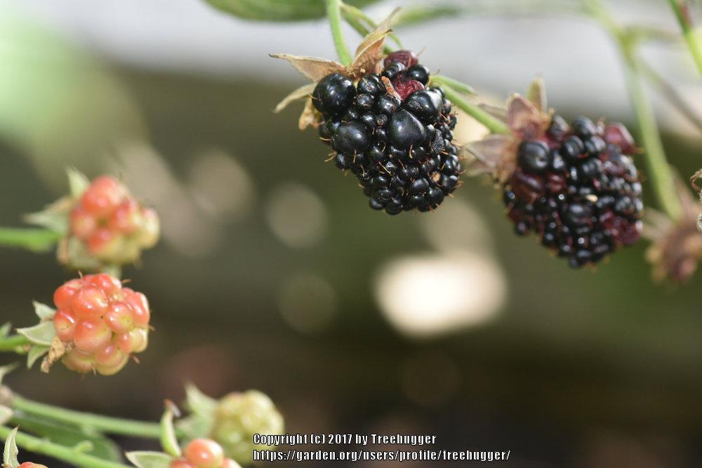 Photo of Boysenberry (Rubus 'Boysenberry') uploaded by treehugger