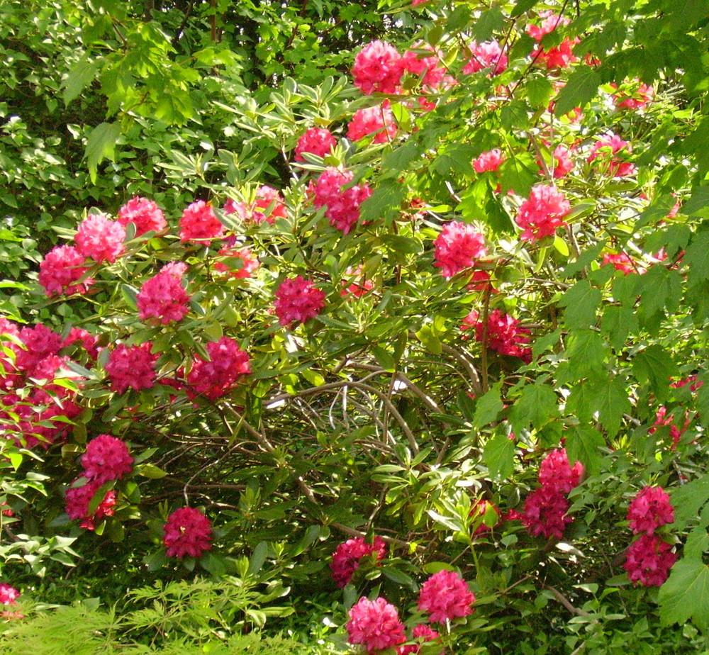 Photo of Rhododendron 'Nova Zembla' uploaded by HemNorth