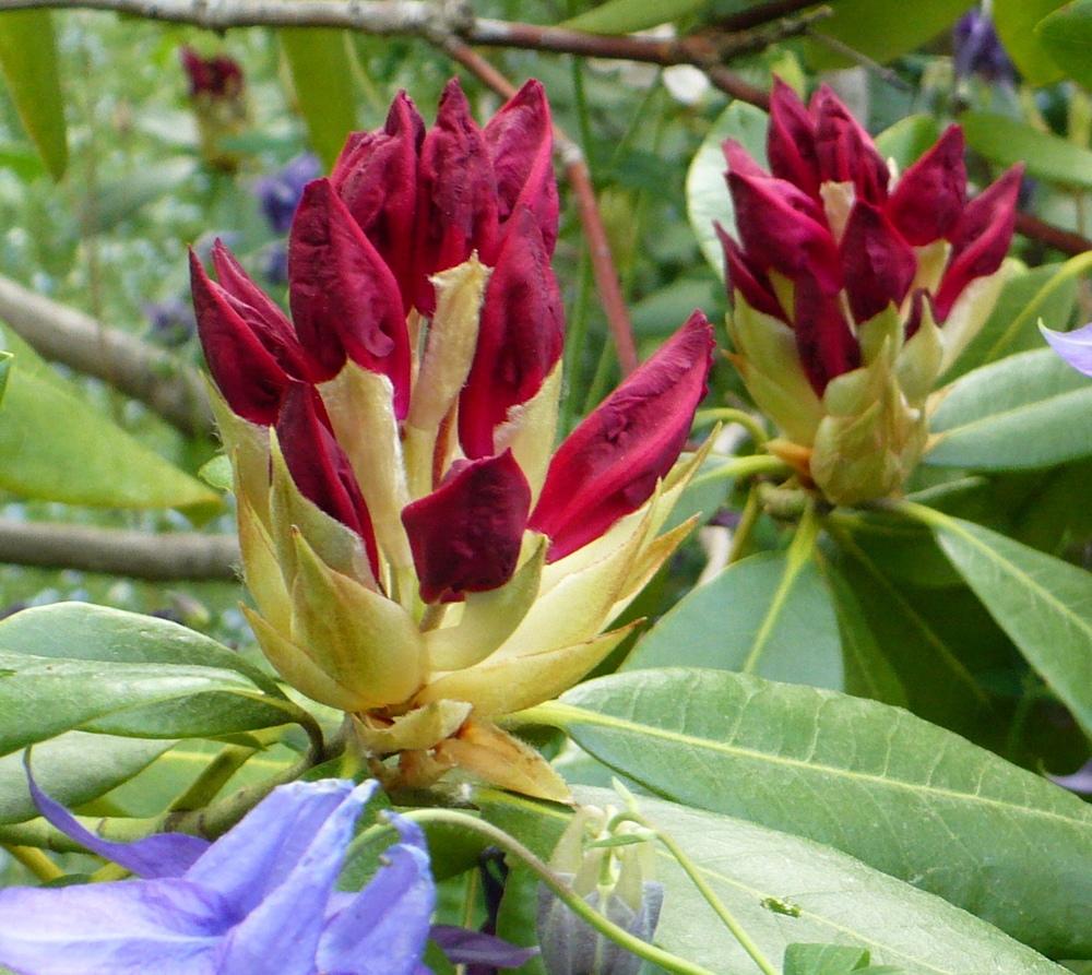 Photo of Rhododendron 'Nova Zembla' uploaded by HemNorth