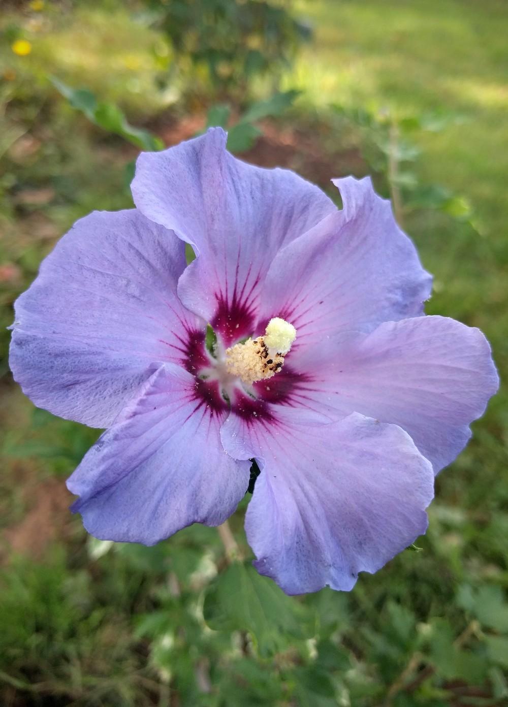Photo of Rose of Sharon (Hibiscus syriacus Blue Satin®) uploaded by JLWilliams