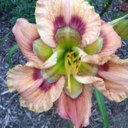 Location: Front yard flower bed
Date: 2017
My gorgeous Viva Las Vegas daylily