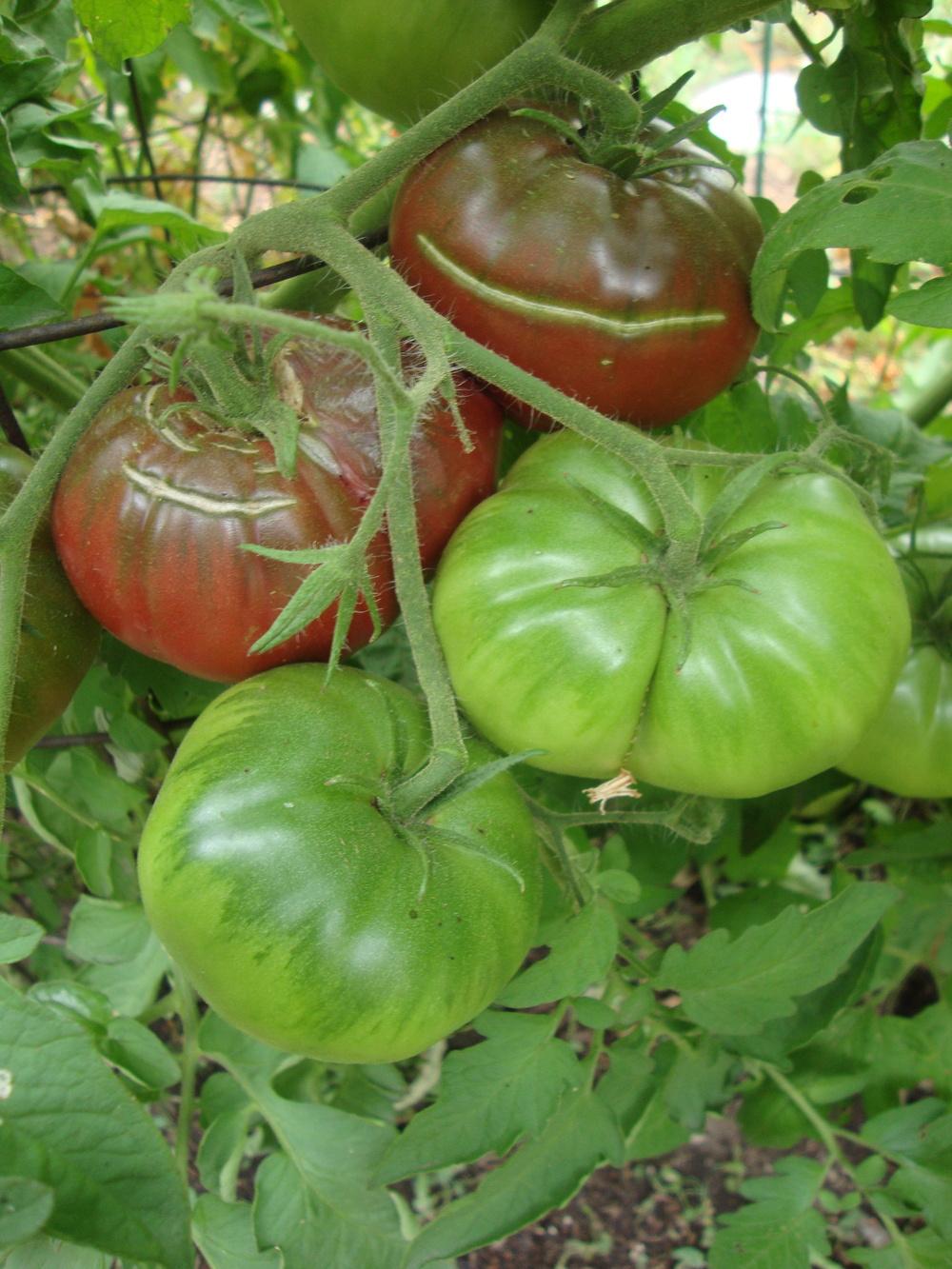 Photo of Tomatoes (Solanum lycopersicum) uploaded by Paul2032