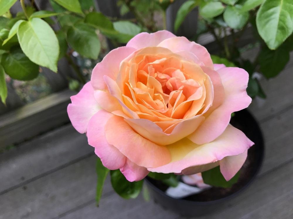 Photo of Hybrid Tea Rose (Rosa 'Peace') uploaded by Eric_C