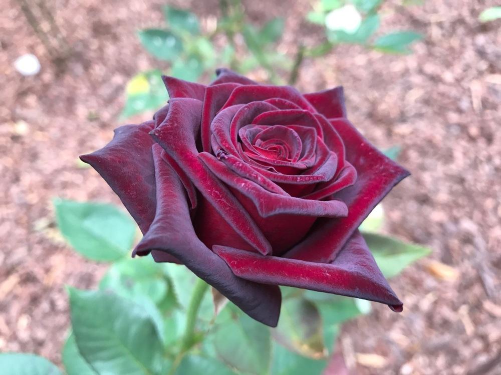 Photo of Rose (Rosa 'Black Baccara') uploaded by Eric_C