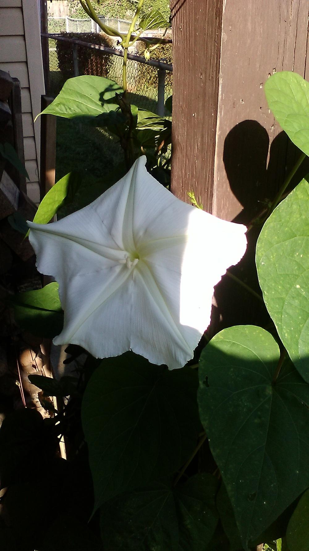 Photo of Moonflower (Ipomoea alba) uploaded by m33jones2