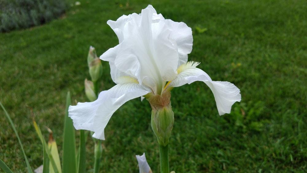 Photo of Tall Bearded Iris (Iris 'Immortality') uploaded by DogsNDaylilies