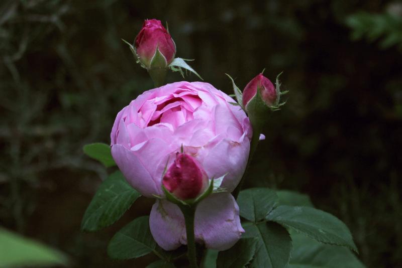 Photo of English Shrub Rose (Rosa 'Constance Spry') uploaded by RuuddeBlock