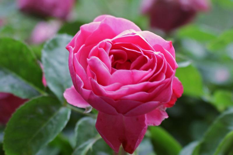 Photo of Rose (Rosa 'Leonardo da Vinci') uploaded by RuuddeBlock