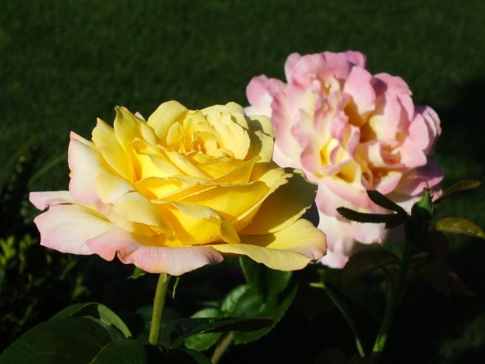 Photo of Hybrid Tea Rose (Rosa 'Peace') uploaded by sunnyvalley