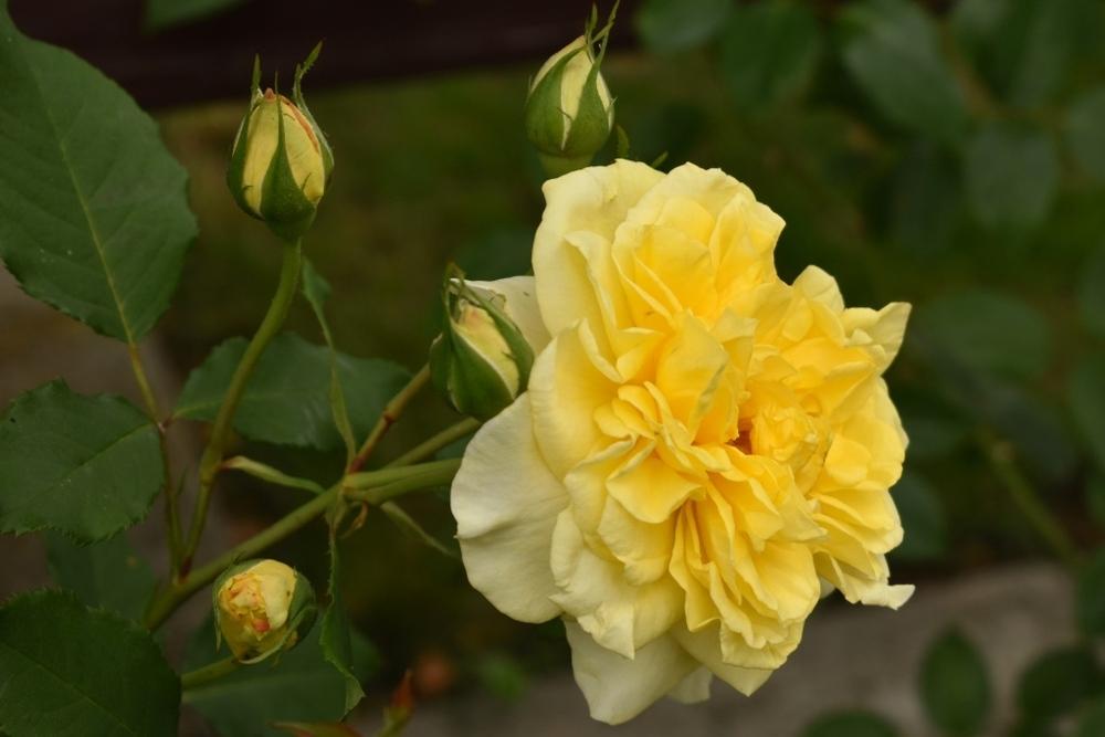 Photo of Rose (Rosa 'Golden Fairy Tale') uploaded by sunnyvalley