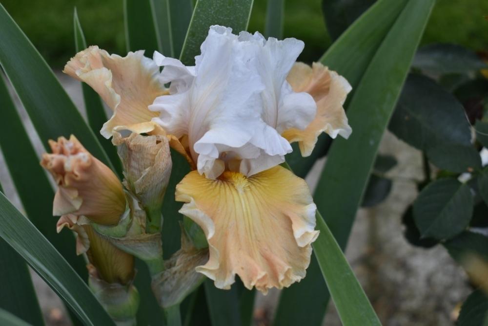 Photo of Tall Bearded Iris (Iris 'Champagne Elegance') uploaded by sunnyvalley