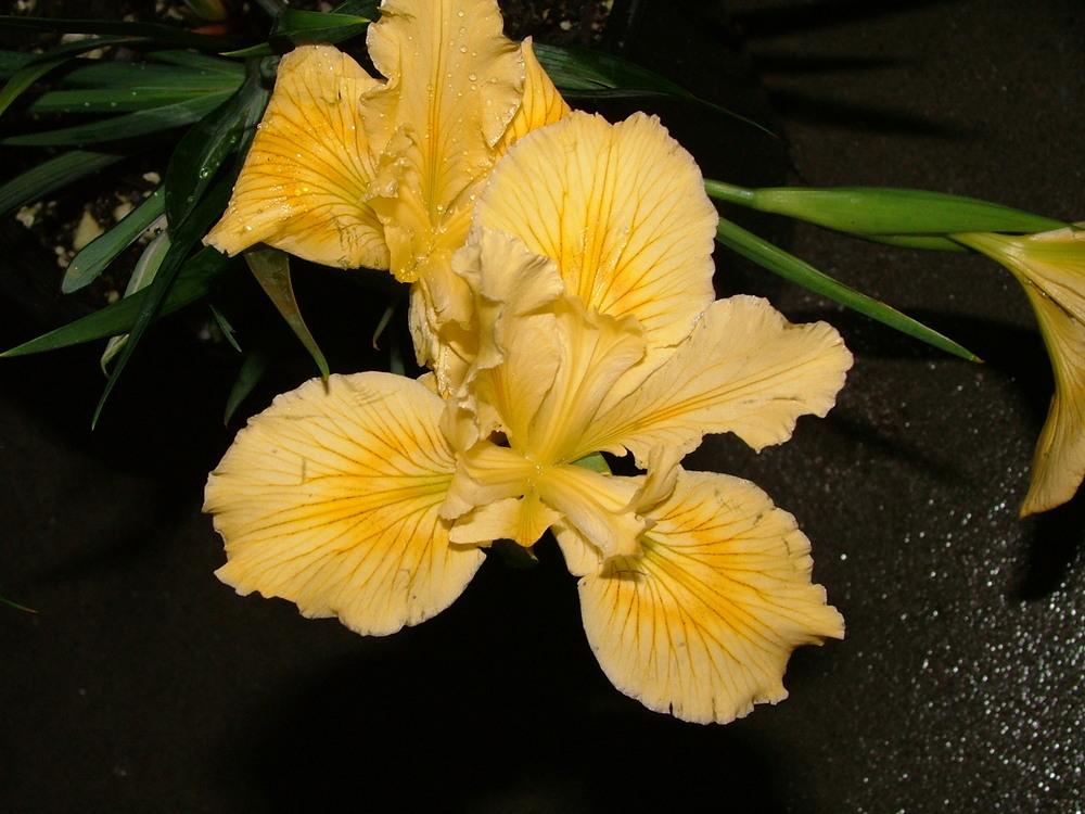 Photo of Irises (Iris) uploaded by PotEmUp