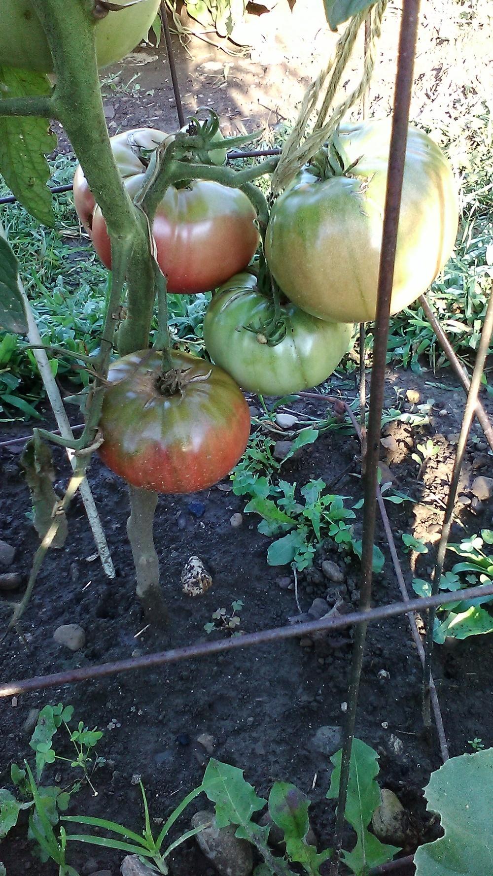 Photo of Tomato (Solanum lycopersicum 'Cherokee Purple') uploaded by m33jones2