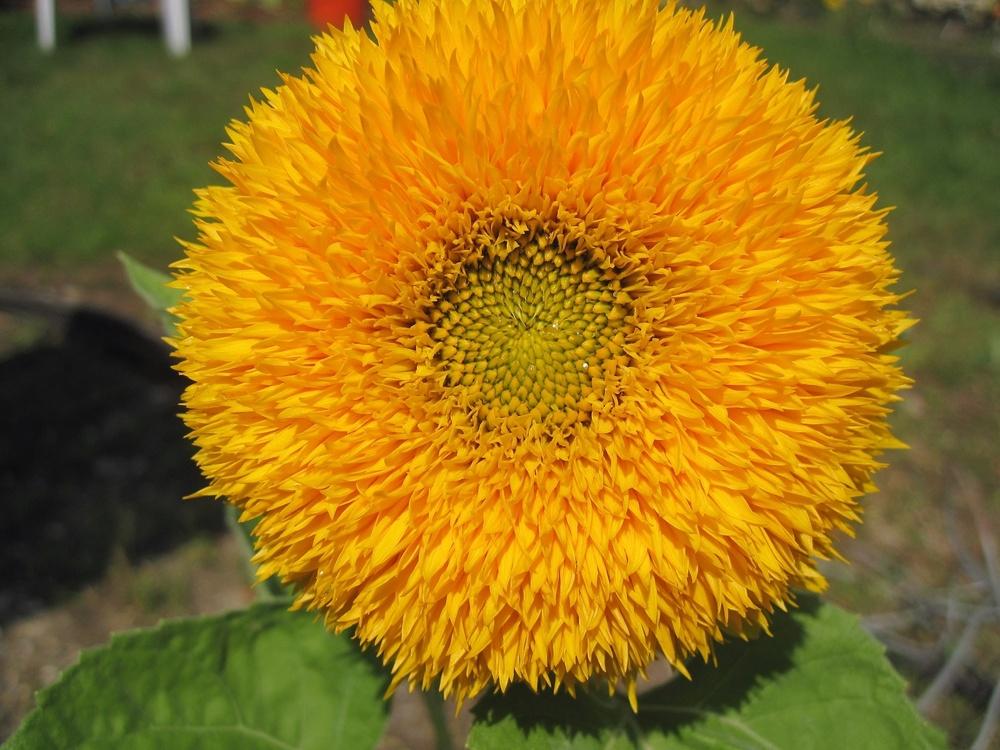 Photo of Dwarf Sunflower (Helianthus annuus 'Teddy Bear') uploaded by robertduval14