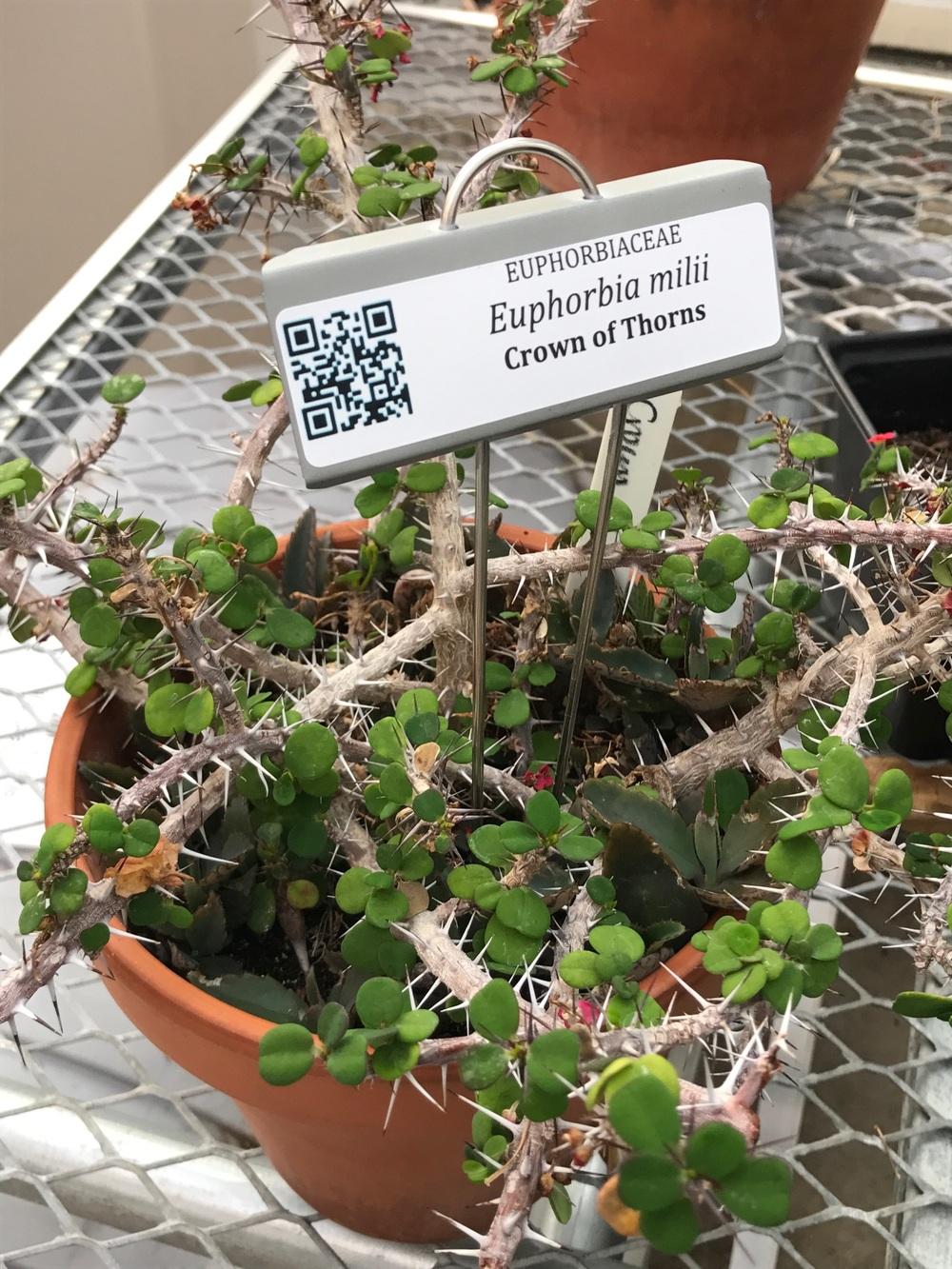 Photo of Crown of Thorns (Euphorbia milii) uploaded by ljones26