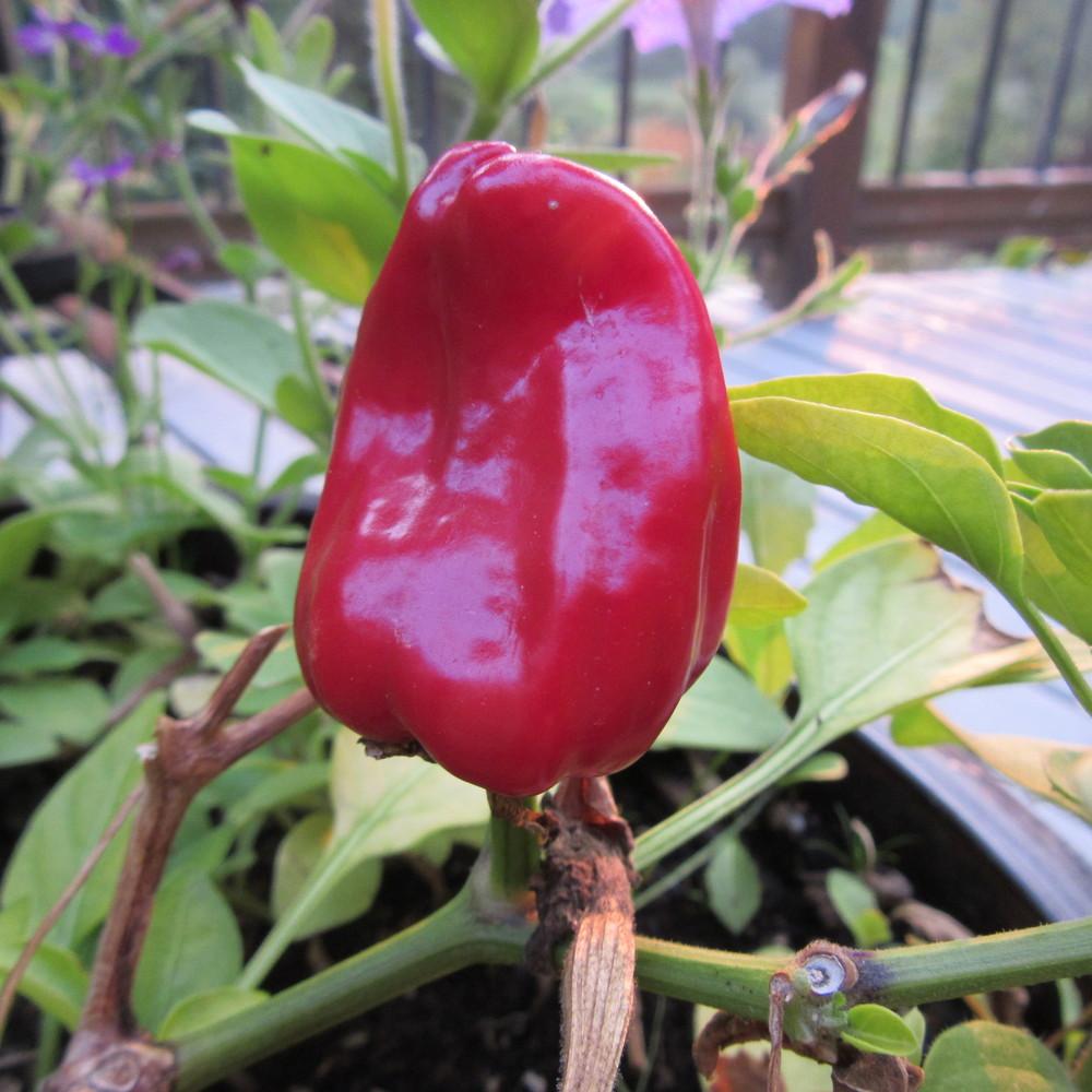 Photo of Pepper (Capsicum annuum 'Sweet Heat') uploaded by Bonehead