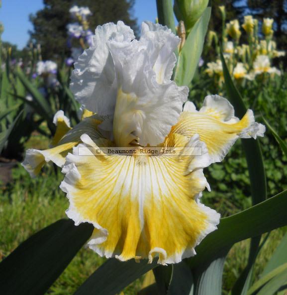 Photo of Tall Bearded Iris (Iris 'Baby I Love You') uploaded by TBMan