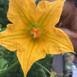 Location: Beautiful Tennessee, my garden
Date: 2017-08-14
Female bloom