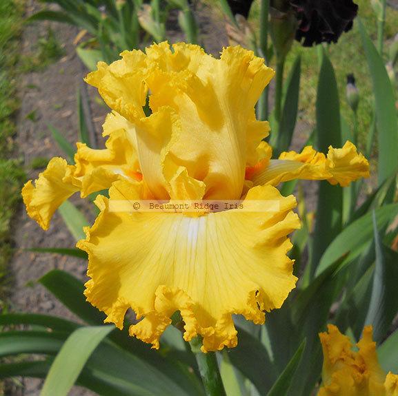 Photo of Tall Bearded Iris (Iris 'Dance Til Dawn') uploaded by TBMan