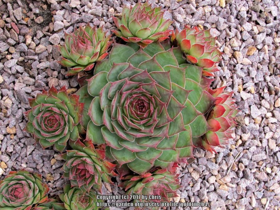 Photo of Hen and Chicks (Sempervivum 'Gipsy') uploaded by goldfinch4